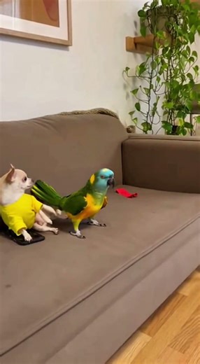 The Ultimate Prankster Parrot! 🦜🎈#funnyanimals #parrotprank #dogandcat #birdsofinstagram #animalchao
