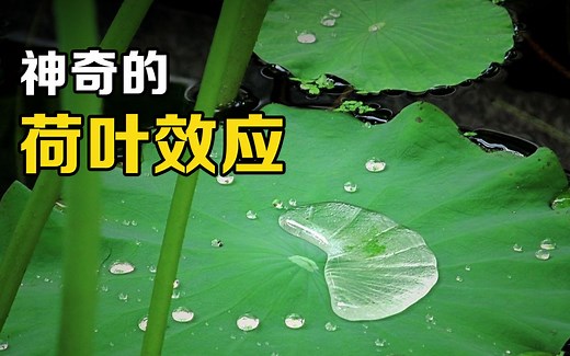 荷叶效应是什么？将叶片放大500倍，找到了它“不沾水”的原因