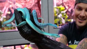 New snakes just dropped - and the energy shifted fast