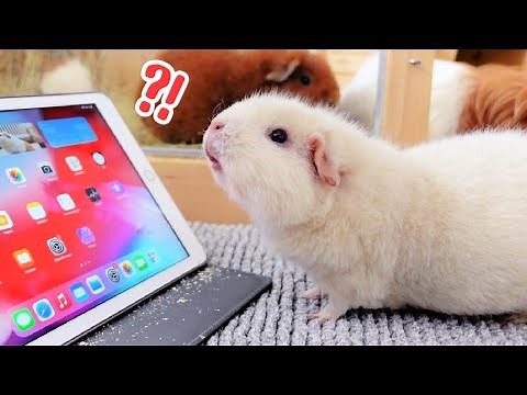 Teaching My Guinea Pigs To Use an iPad & this is what happened