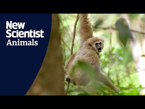 Gibbons sing duets with rhythmic qualities to help build social bonds