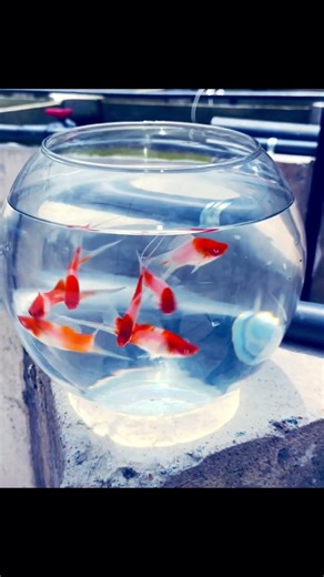 🔥 Red Eye Kohaku Male Set | Limited Stock 🐠 #shorts