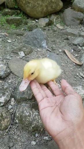 it's time to play #duck