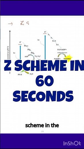 Photosynthesis Z-Scheme Simplified!