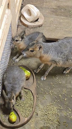 Warning: Patagonian Mara Family Cuteness You Simply Can’t Resist 😍🫶