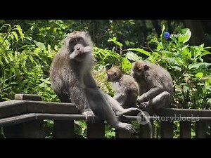 Meet the Playful Green Monkey of Barbados #cuteanimal #animalsasia