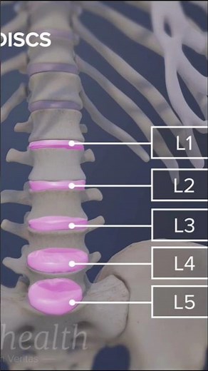 Lumbar Spine L1–L5 Discs Explained | Slip Disc & Lower Back Pain Anatomy Guide