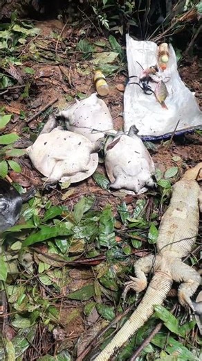 Temporary results of softshell turtles and gozila #viral