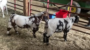 Praying for a nice cross! | Bentley Bros. Farms