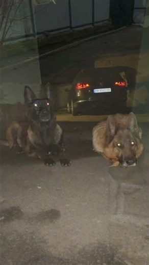 My Very Angry Dogs 😉