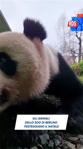 Chi l'ha detto che Babbo Natale passa solo nelle nostre case? 🎅🐾 Allo Zoo di Berlino la magia delle feste è arrivata con un sacco pieno di sorprese... letteralmente! Panda, leoni, cammelli e persino i porcospini hanno ricevuto dei regali davvero speciali: sacchi dell'Avvento e stivali di San Nicola stracolmi di prelibatezze preparate appositamente per loro. Dagli snack a forma di albero di Natale ai dolcetti nascosti per stimolare il loro istinto, gli animali si sono divertiti a scartare i don