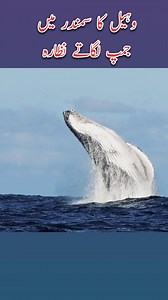 79K views · 1.2K reactions | whale jumping out of water humpback whale,whale,whale jumping out of water,whale jumping,whales jumping out of water,whale watching,whale jumping out of the water,whales,whale jumping in water,jumping,humpback whale jumping out of water,humpback whales,whale jump,whales jumping out of water near boat,jumping whale,whales jumping,jumping whales,whale jumping on boat,humpback whales jumping,whales jumping slow motion | Explore Daily Vlog | Facebook