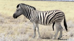 Zèbres mâle prêt pour l'accouplement dans la brousse africaine