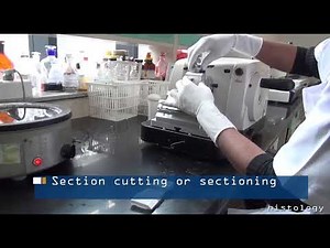 Stage 2 : ( Basic Histology Process ) Tissue Processing Steps for FFPE Samples