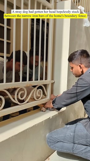2.3K views · 66 reactions | Dog Rescued After Being Found Head Stuck in Iron Bars part1 | Paw Patrol Shelter | Facebook