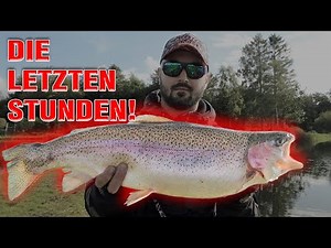 Trout fishing in Denmark | The last hours are running | Fyelmose Put & Take