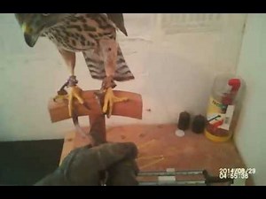 Goshawk training / Autour à l'affaitage
