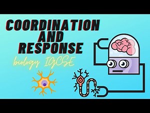 BIOLOGY IGCSE | COORDINATION AND RESPONSE | 14.1 nervous controls in human