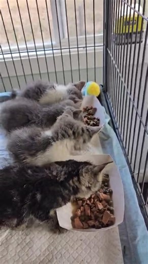 5.2K views · 368 reactions | The Addams Family ❤️ Wednesday, Pugsley, Morticia and Gomez are working hard to make their numbers jump on the scale. Would you just look at their drastic improvement in two weeks?!?!  We are so thrilled with their progress and are deeply grateful for everyone's support of these little sweethearts. www.dogwoodanimalrescue.org Making a difference one animal at a time. | Dogwood Animal Rescue Project | Facebook