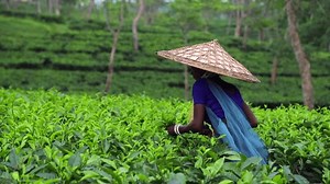 Bagan Gaon Assam India 28 May Stock Footage Video (100% Royalty-free) 3526560743 | Shutterstock