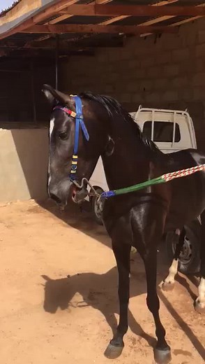 Niger_horse_riders (@niger_horse_rider)’s videos with original sound - Niger_horse_riders