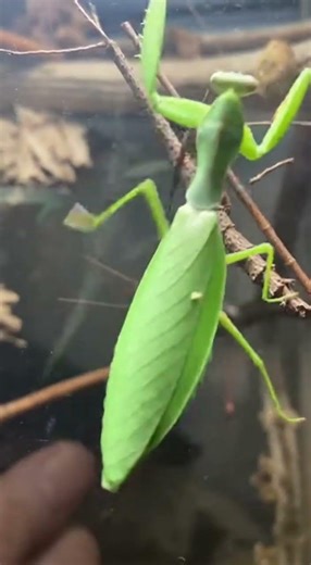 Mantis Showdown: Clash with the Giant Stick Insect #wildlifeentertainment #wildliferescue