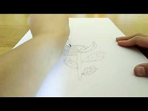drawing a native Australian flower (waratah)