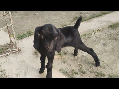 Cute Goat Baby Jumping for the First Time 🐐