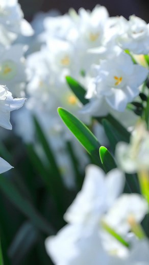 December Birth Flower: The Meaning Behind Narcissus