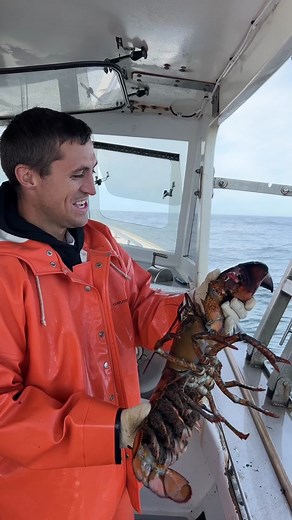 Female Lobsters with Eggs: A Closer Look at Lobster Breeding