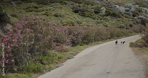 A Road by the Sea with Goats Crossing on a Greek Island Skyros