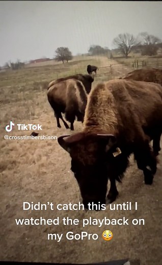 Bison Jumping Over Fence Caught on Camera