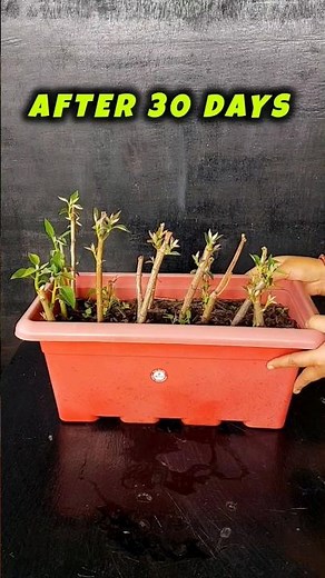15 Poinsettia Cuttings Challenge: Epic Growth Journey!
