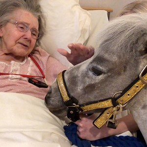 556K views · 1.4K reactions | It's a miniature horse in a care home, soooooo cute! ❤️ | BBC Leicester | Facebook