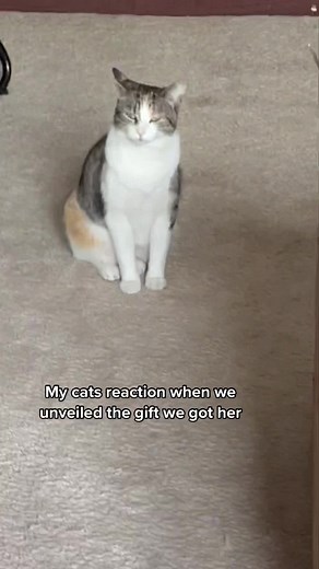 Cat's Heartwarming Reaction to Special Gift