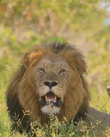 11K views · 155 reactions | Best Animal & Nature on Reels | Facebook