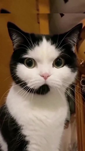 Call center cat. | Cats With Jobs