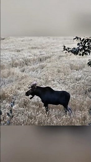 🫎 Мощный Выстрел по Лосю | Охота на Лося 2026#охота #охотаналосЯ #лось #moosehunting #hunting