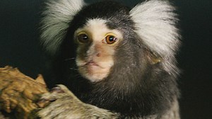 One-in-ten monkey experiments ‘unjustified’