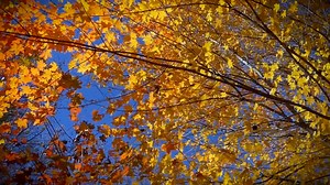 Come experience the beauty of autumn in Blue Ridge before it's too late! 🍁🍂 Plan your fall getaway here: https://www.blueridgemountains.com/ | Visit Blue Ridge GA