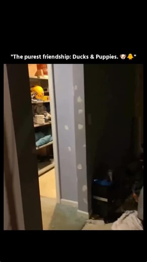 Growth 💹 on Instagram: "This post shows a compilation of toddlers acting with a level of awareness, timing, and problem-solving that feels almost unreal—tiny kids navigating tasks with sharp reflexes, copying adult behavior with eerie accuracy, and reacting to situations with expressions that look far too knowing for their age. It taps into the viral wave of “fully conscious baby” reels that blow up because toddlers occasionally behave like miniature adults—opening doors with strategy, predicti