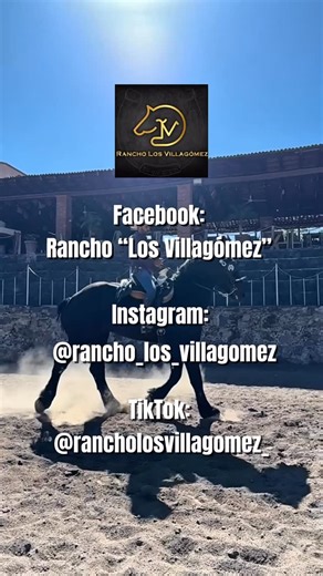 Fidelin villagomez on Instagram: "RANCHO LOS VILLAGÓMEZ Texas 📍Guanajuato 📍#rancholosvillagomez #viral #caballosmexico #calidad #fypシ❤️💞❤️ #caballosbailadores #sociedadecuestre #caballosusa #frisian #percheron #bigboy"