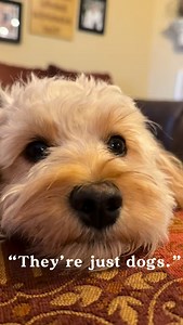 “Just dogs.” #mistreatedmutts #homemadedogtreats #healthydogtreats #doodle #cavapoo #dogs #spoileddogs | Mis-Treated Mutts