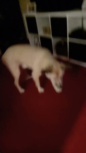 the laser chaser bailey