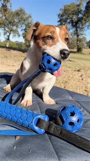 YETI on Instagram: "GEAR GARAGE DAY TWO: It’s time to teach those old dogs some new tricks. We’re launching our first-ever YETI Dog Toys and an all-new small Lowlands® Blanket for them to cool down on post-playtime. Head to the link in bio to grab this rare gear before it’s gone. #BuiltForTheWild"