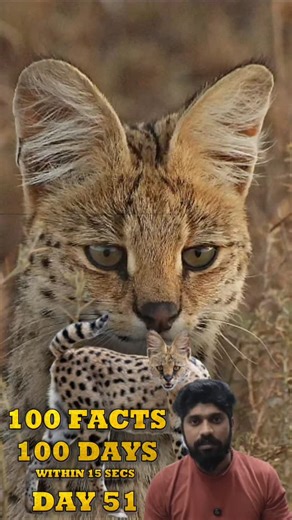 1K views · 67 reactions |  Serval cats are the real jungle radars!  With 22 ear muscles that rotate 180°, they can hear the tiniest rustle and lock onto prey like a pro!  #ServalFacts #WildCatVibes #AnimalKingdom #NatureSecrets #ServalCat #WildlifeReels #MrTrendsetter #AnimalFacts #ReelItWild #facts #malayalam #didyouknow | Mr.TrendSetter | Facebook