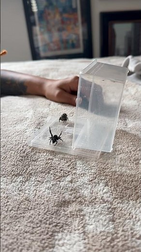 Jumping spider pairing “use protection” 🖌️ #regiusjumpingspider #regaljumpingspider