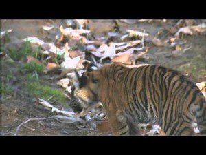 Tiger Cubs Explore Exhibit