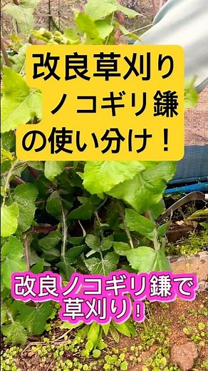 改良した草・根切りノコギリ鎌で草刈りは、使い分けしています！ #家庭菜園 #農業 #草刈り #ノコギリ鎌 #農家の日常