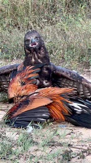 Hawk eagle hunting a big roaster 🦅#shorts #ytshorts #short #subscribe #youtubevideo #youtubechannel